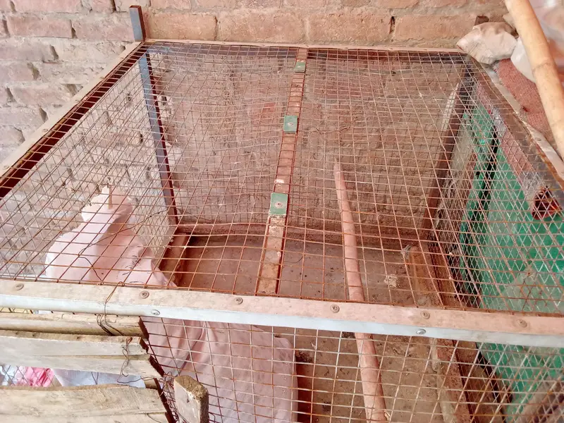 cage for sale — photo 3
