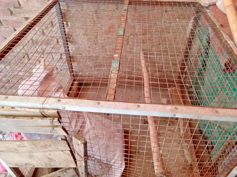 cage for sale — photo 4