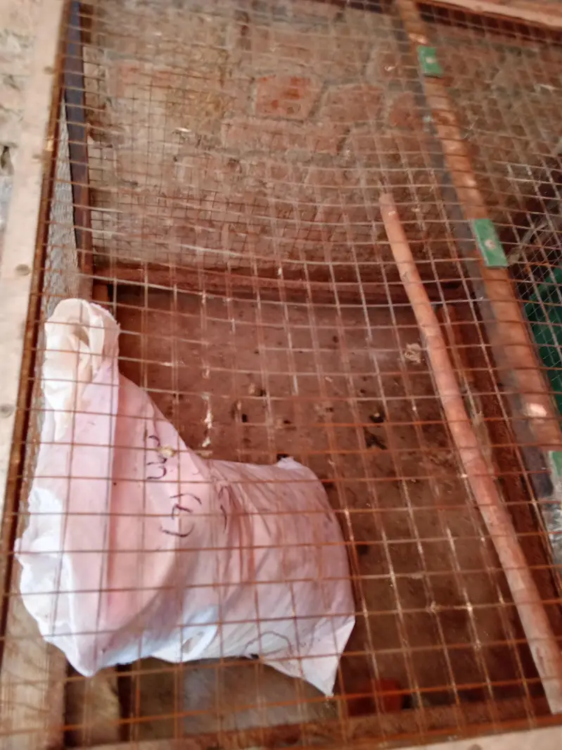 cage for sale — photo 5