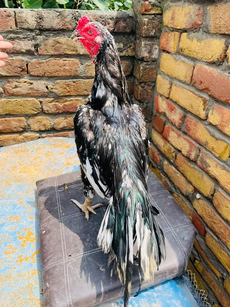 One Eye Lasani breeder — photo 2