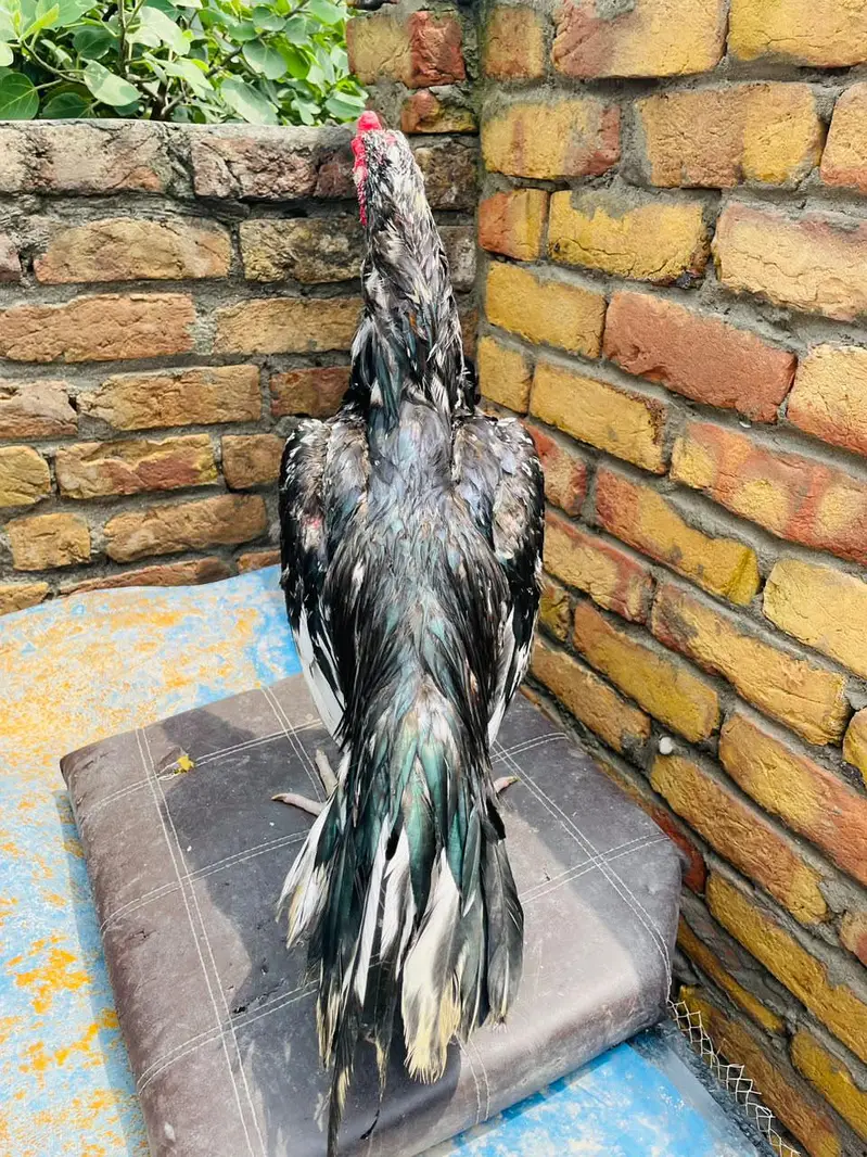 One Eye Lasani breeder — photo 3