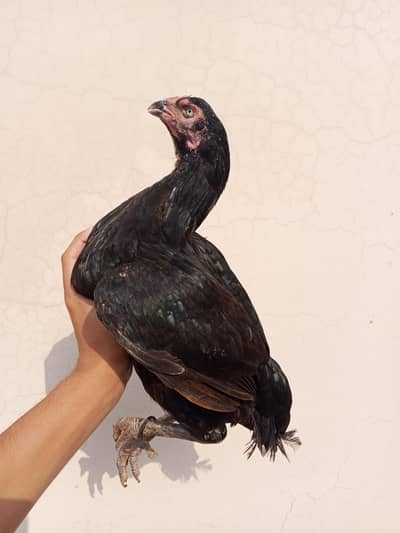 Aseel female for sale / exchange possible