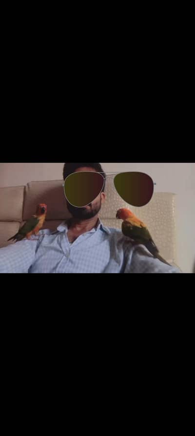 Teamed Sun Conure pair available