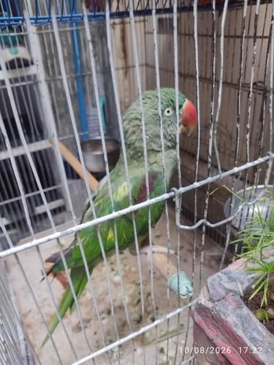Female Raw Parrot 