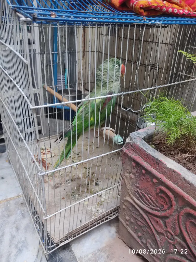 Female Raw Parrot  — photo 2