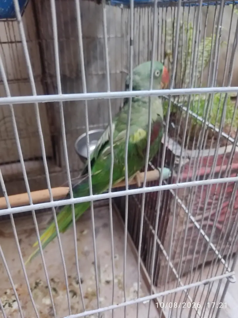 Female Raw Parrot  — photo 3