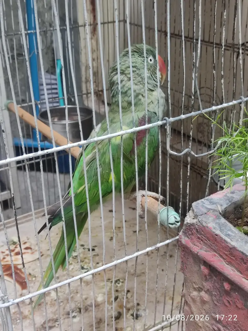 Female Raw Parrot  — photo 4