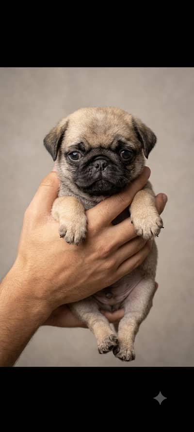 Pugs for sale