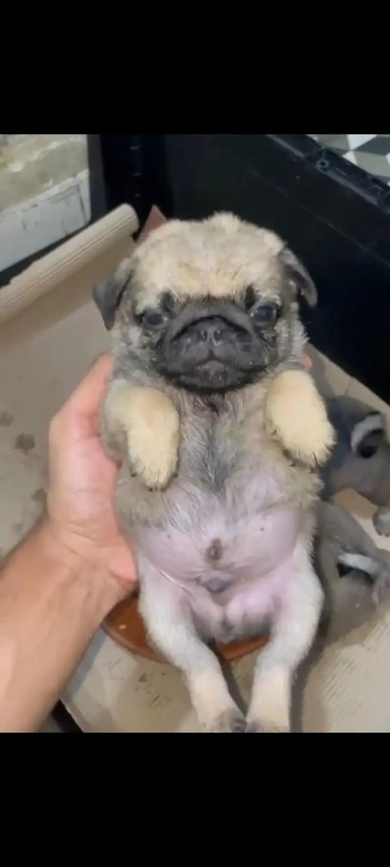Pugs for sale — photo 2