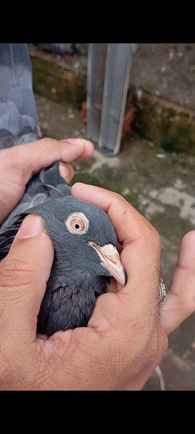 Breedar Birds