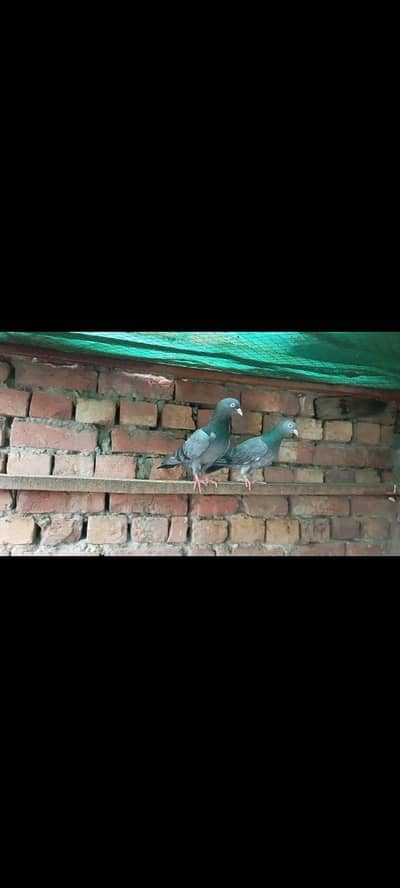 Breedar Birds