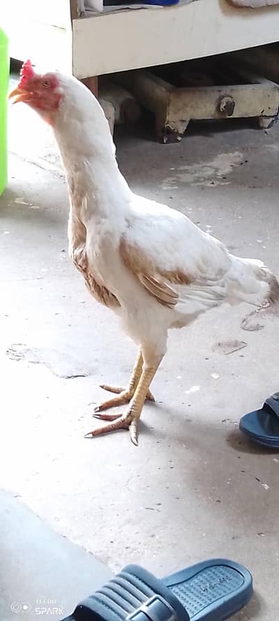 best white hen white best breed