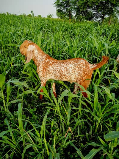 Makkhi Chena Bakra Urgent For Sale/  03233005367