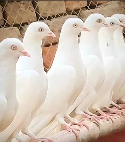 mujy sherazi ya koi bhe nsal normal prise my 20 din ka bchy cheaye kis
