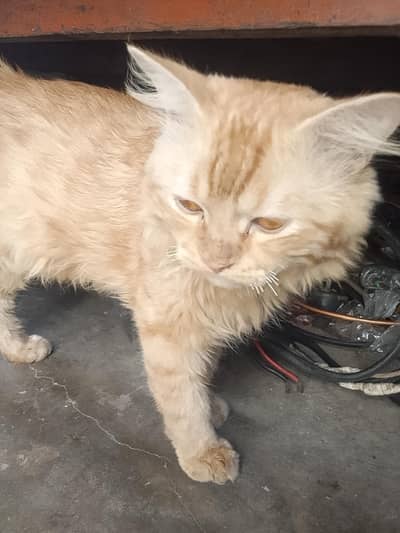 03033132164 manawala faisalabad
