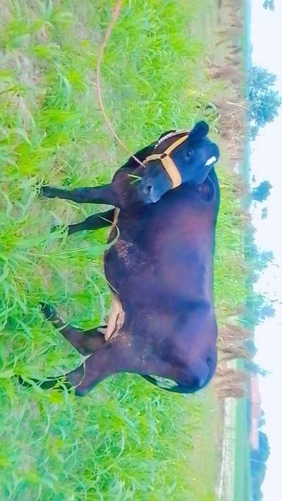 imported cow