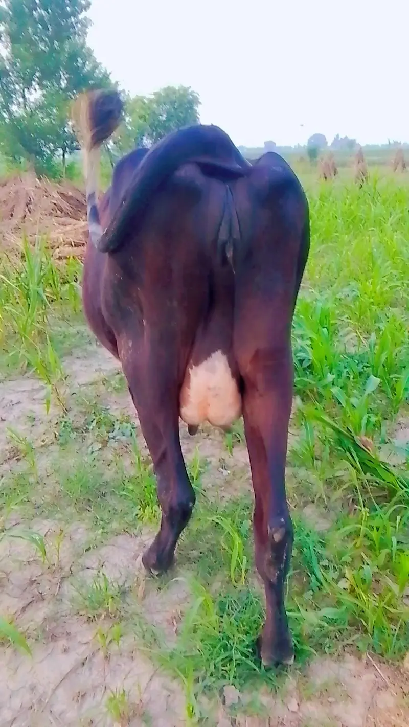 imported cow — photo 2
