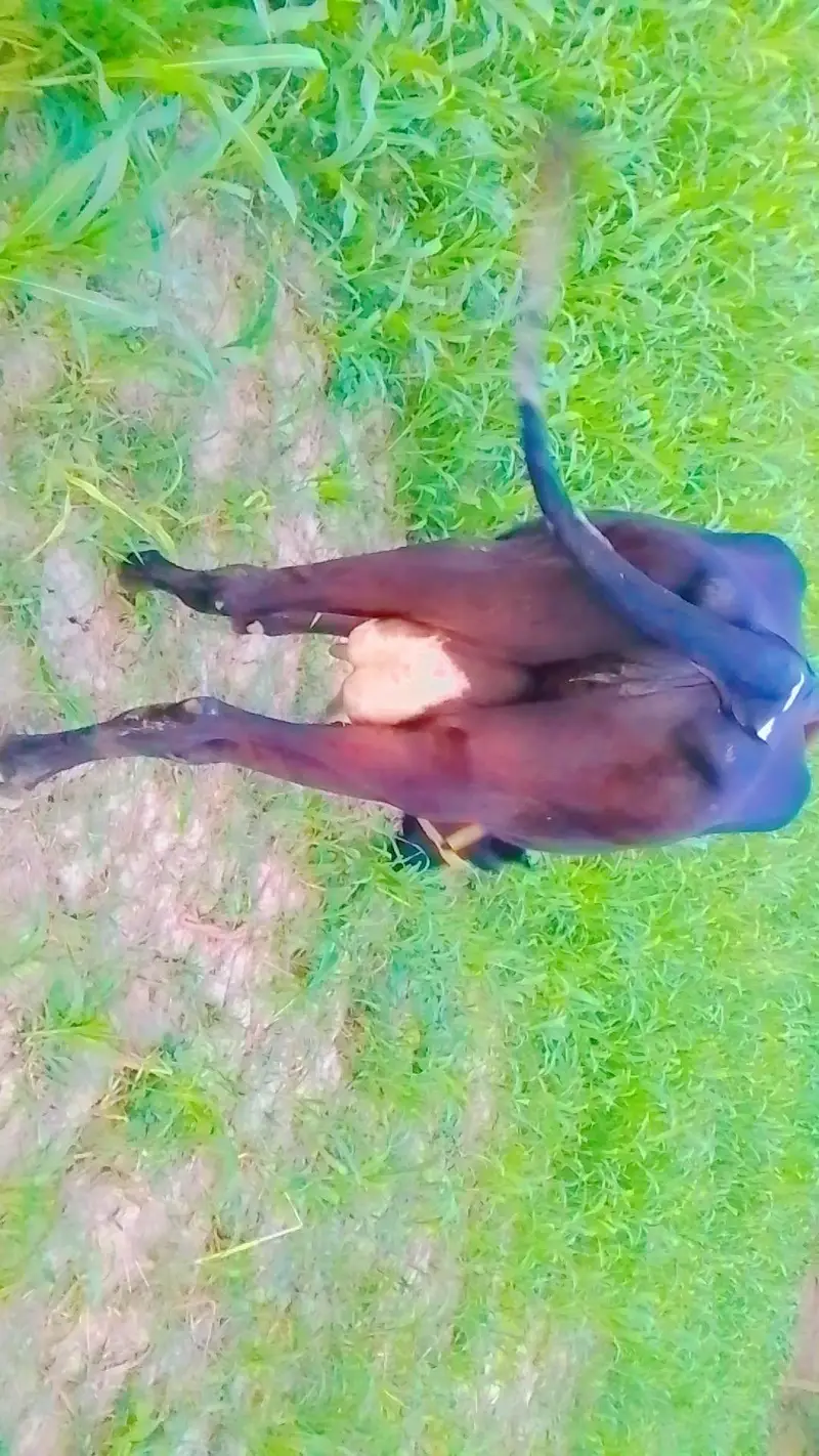 imported cow — photo 5