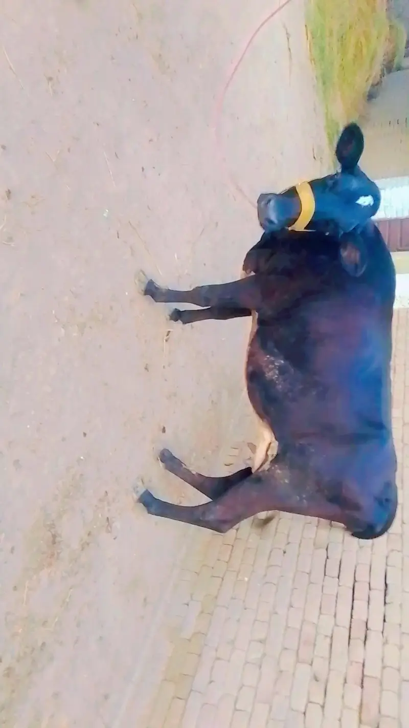 imported cow — photo 6
