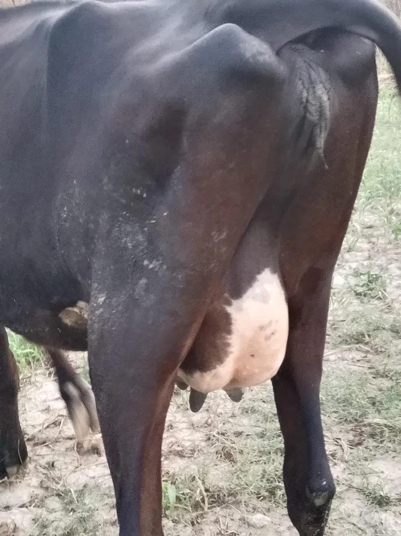 imported cow — photo 7