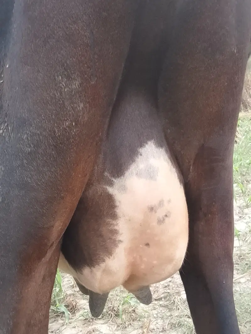 imported cow — photo 8