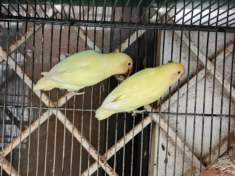 Urgent Sale Breeder Pair with eggs — photo 2