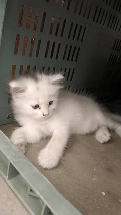 Persian cat with blue  eyes for sale