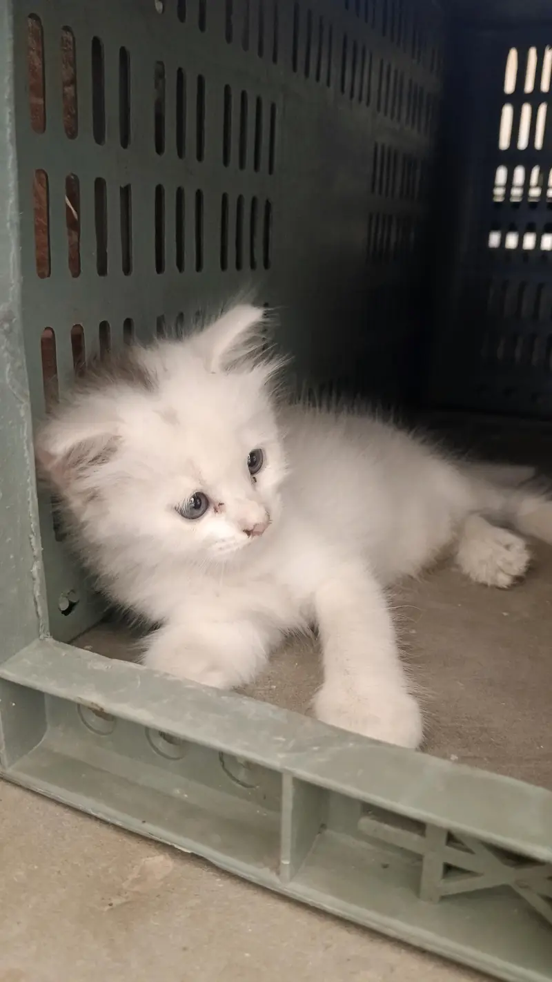 Persian cat with blue  eyes for sale — photo 2