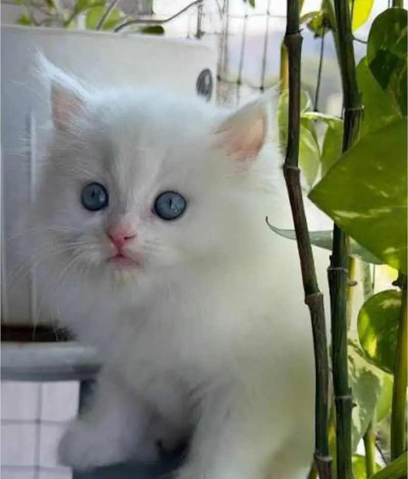 Persian cat with blue  eyes for sale — photo 3