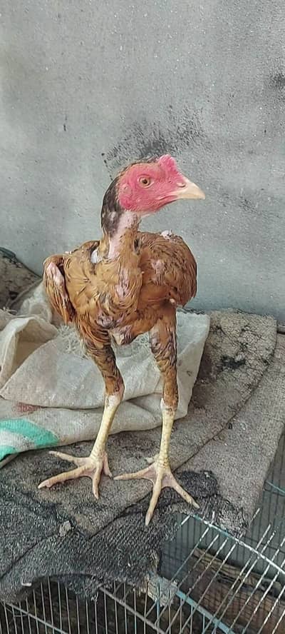 Burmi japani