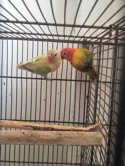 love bird pair price 3200 jawa finch price 4500 3 pairs bredar