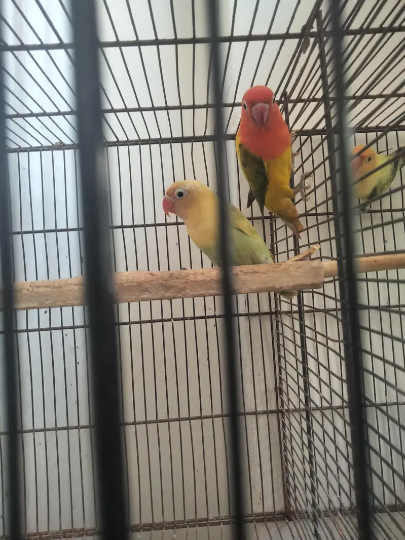 love bird pair price 3200 jawa finch price 4500 3 pairs bredar — photo 2