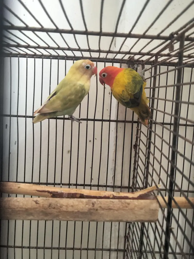 love bird pair price 3200 jawa finch price 4500 3 pairs bredar — photo 3