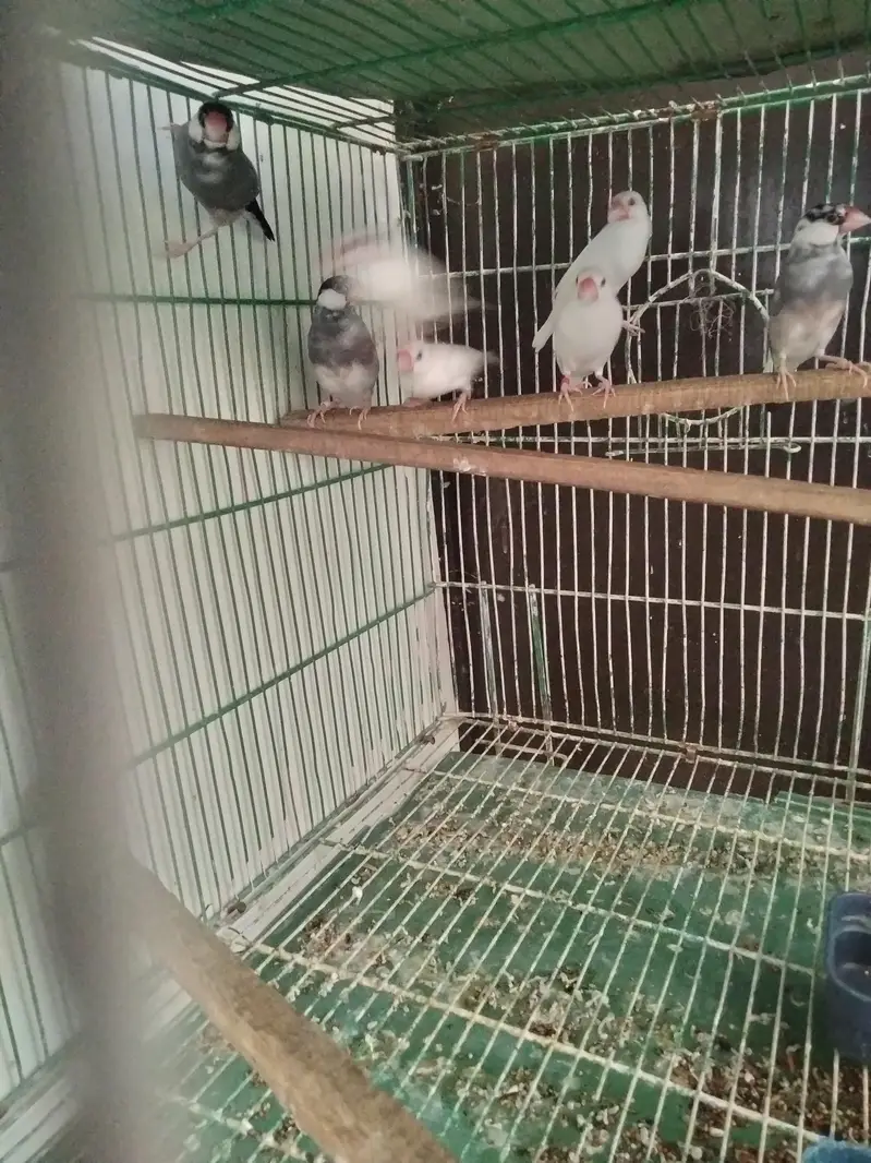 love bird pair price 3200 jawa finch price 4500 3 pairs bredar — photo 4