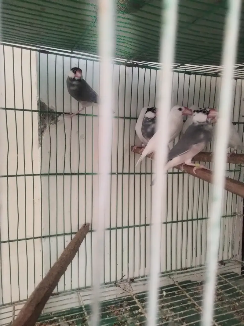 love bird pair price 3200 jawa finch price 4500 3 pairs bredar — photo 5