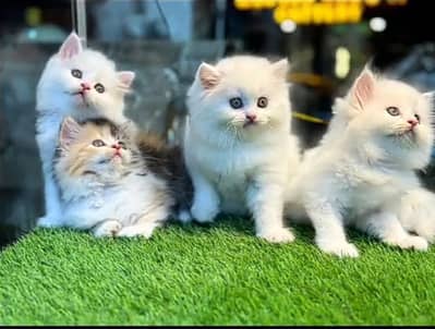 Persian kitten triple cot. for. . sale my WhatsApp03464290927