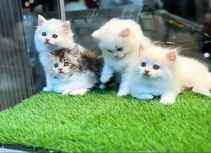 Persian kitten triple cot. for. . sale my WhatsApp03464290927 — photo 2