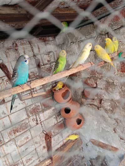 Australion parrot  for sale. watsapp no. . 0347 1521806