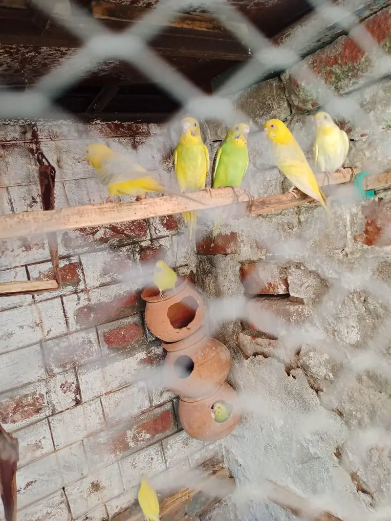 Australion parrot  for sale. watsapp no. . 0347 1521806 — photo 2