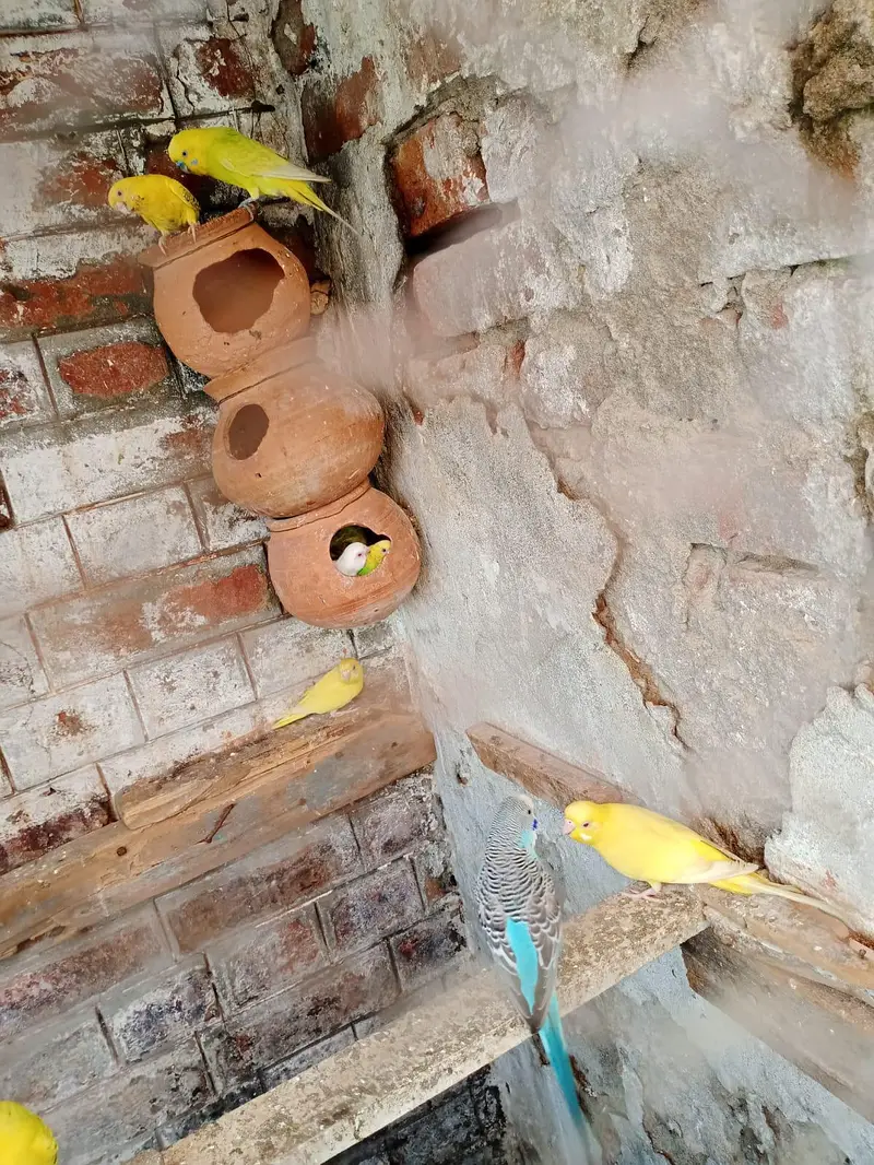 Australion parrot  for sale. watsapp no. . 0347 1521806 — photo 3