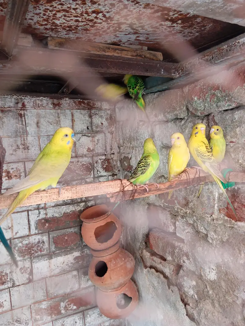 Australion parrot  for sale. watsapp no. . 0347 1521806 — photo 4