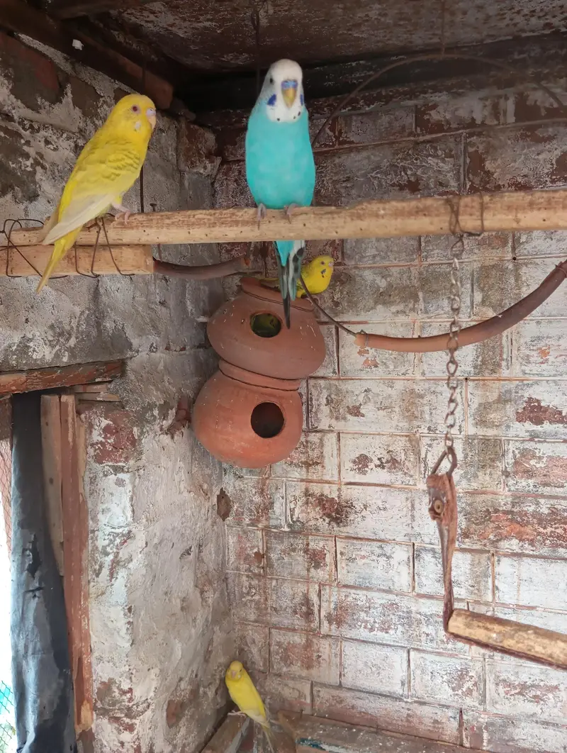 Australion parrot  for sale. watsapp no. . 0347 1521806 — photo 5