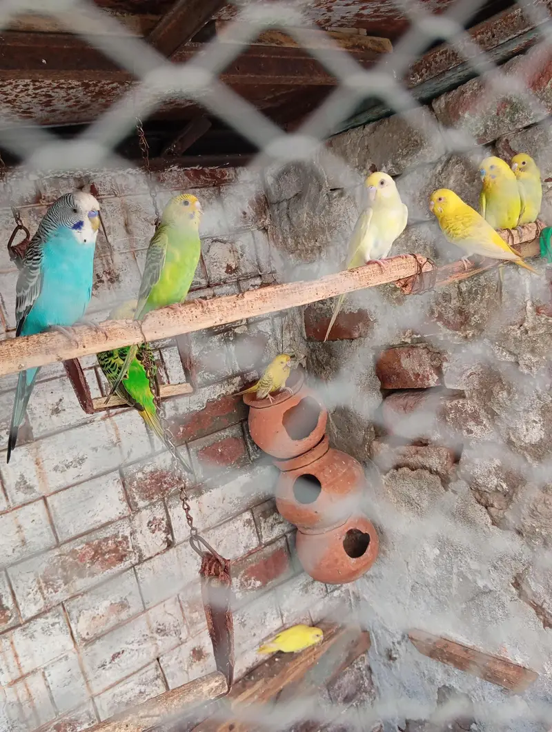 Australion parrot  for sale. watsapp no. . 0347 1521806 — photo 6