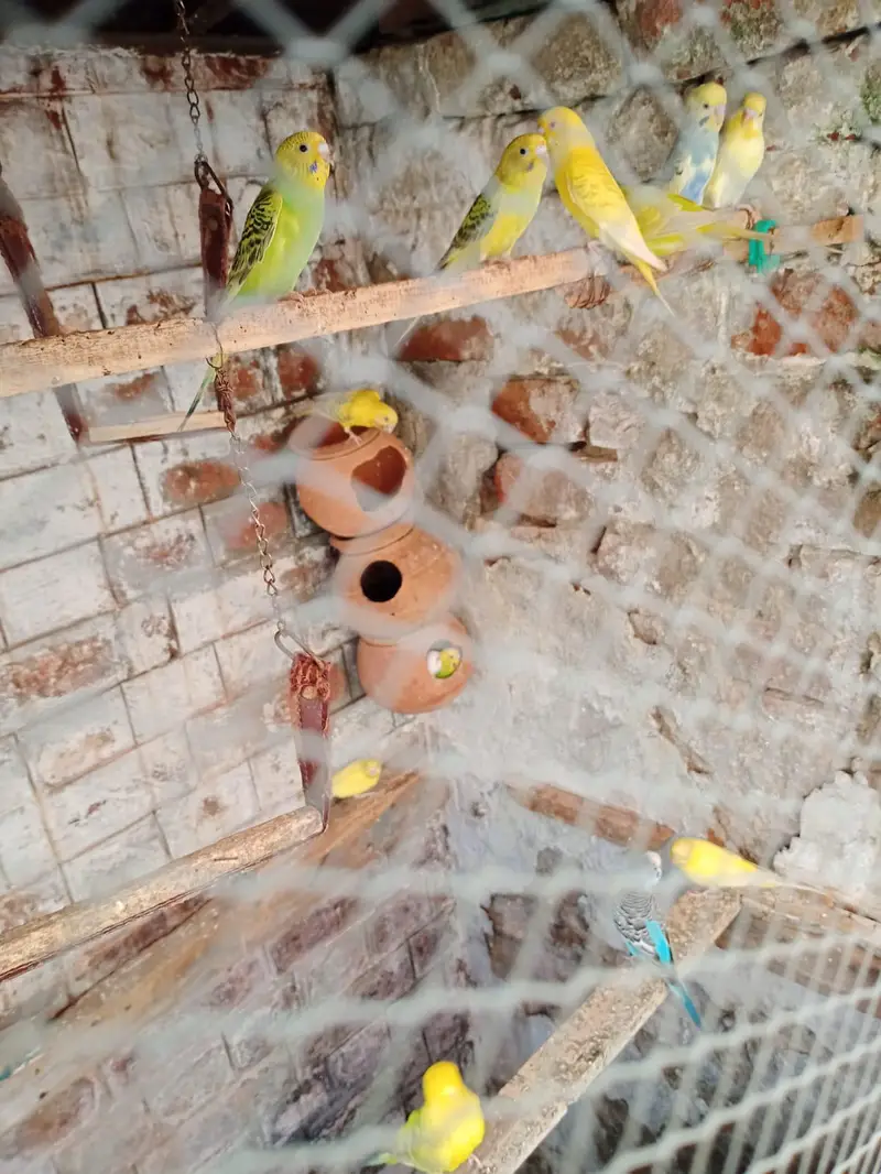 Australion parrot  for sale. watsapp no. . 0347 1521806 — photo 7