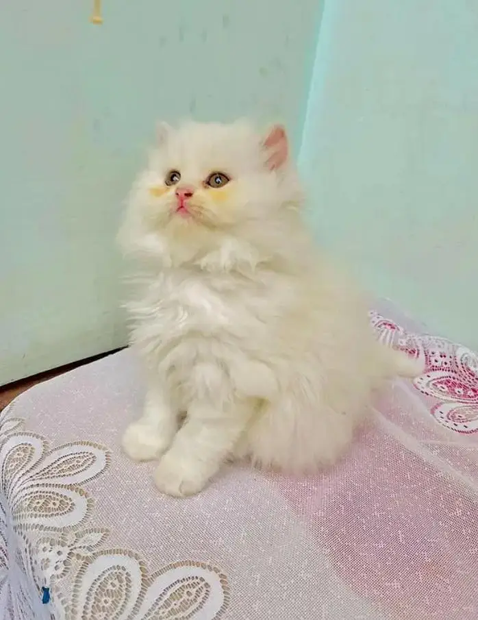 Persian Female kitten for sale 03243854//778 — photo 2