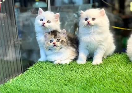 Persian kitten triple cot. for. . sale my WhatsApp03464290927