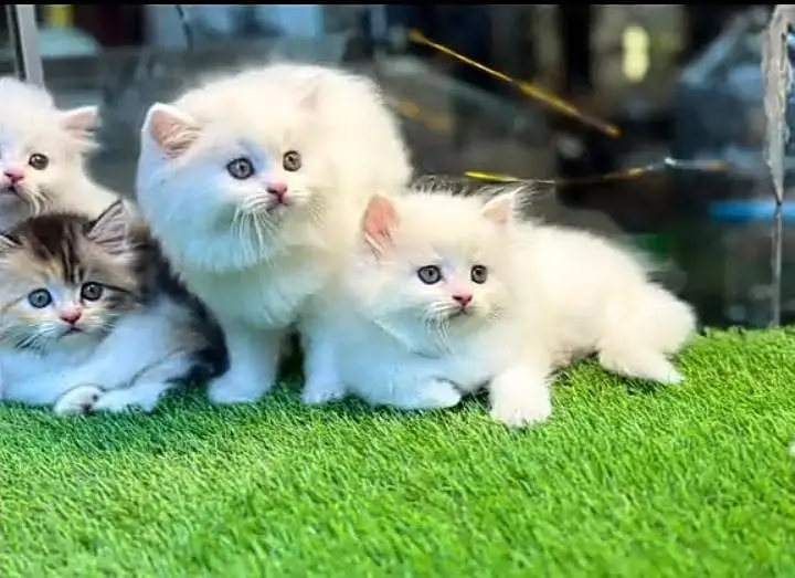 Persian kitten triple cot. for. . sale my WhatsApp03464290927 — photo 2