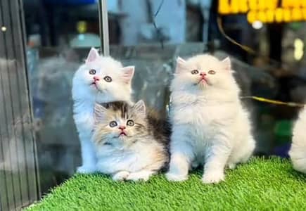 Persian kitten triple cot. for. . sale my WhatsApp03464290927