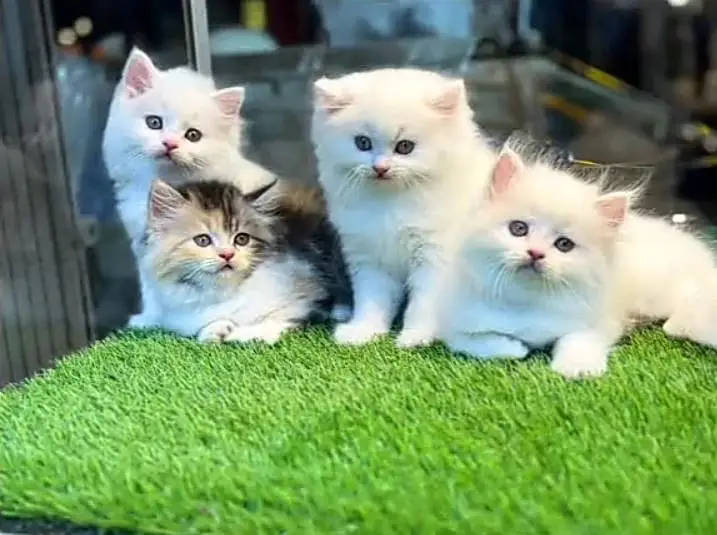 Persian kitten triple cot. for. . sale my WhatsApp03464290927 — photo 2