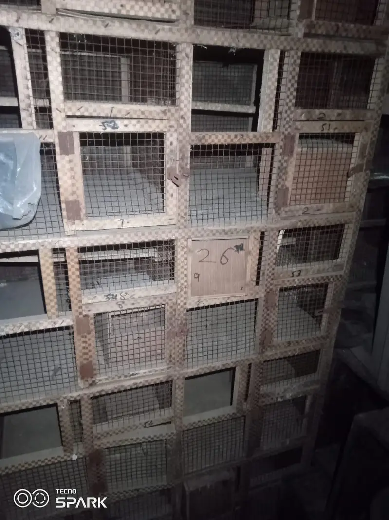 10 Portion Wooden cage 03008531005